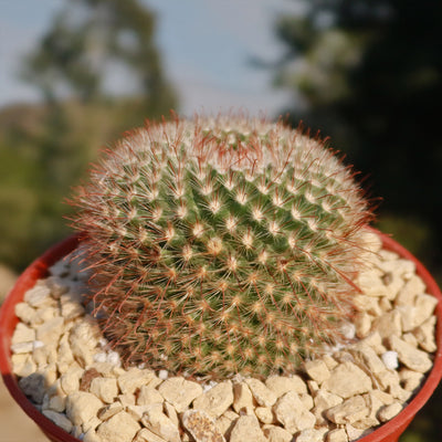 Parodia sanguiniflora