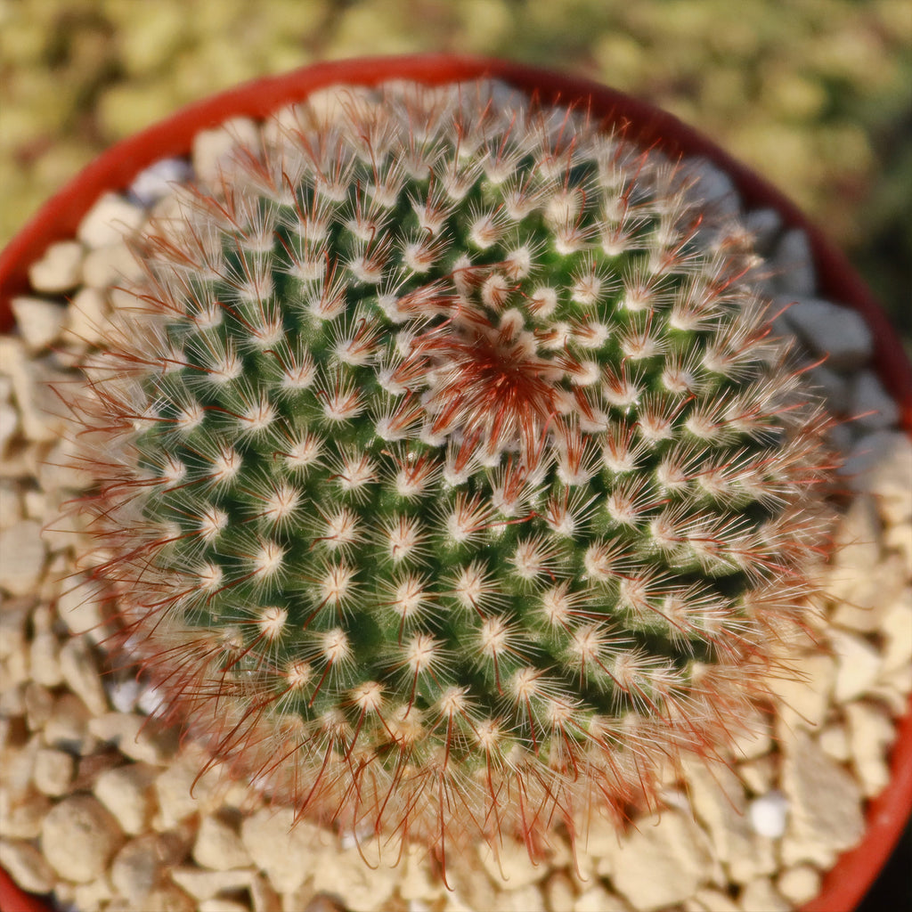 Parodia sanguiniflora