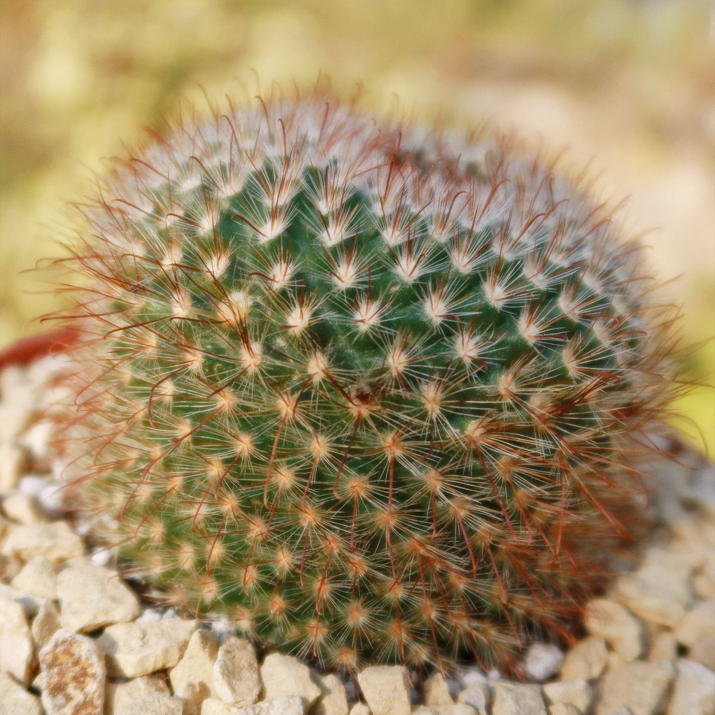 Parodia sanguiniflora