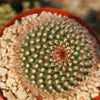 Parodia sanguiniflora