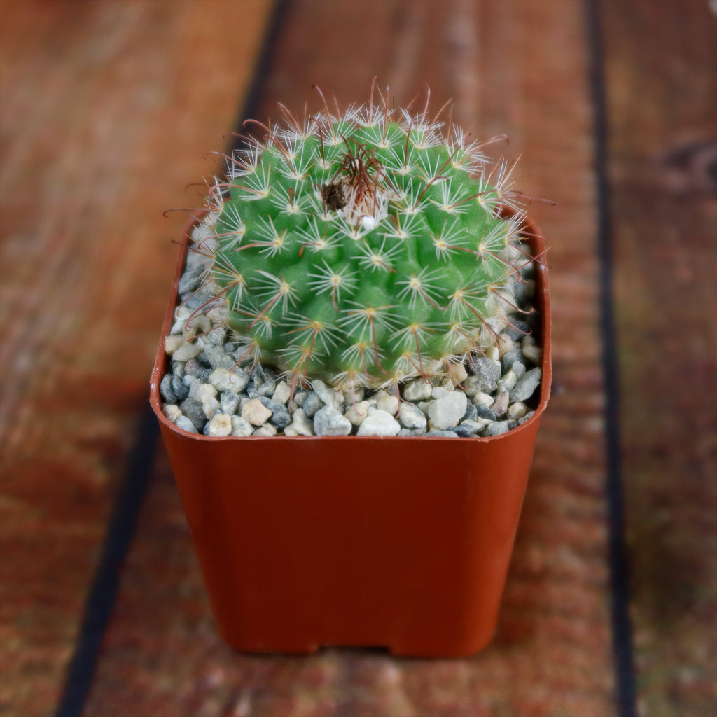 Parodia sanguiniflora