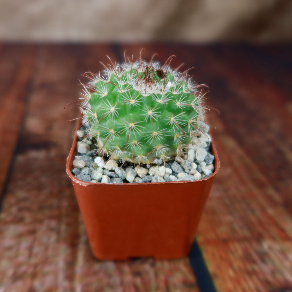 Parodia sanguiniflora