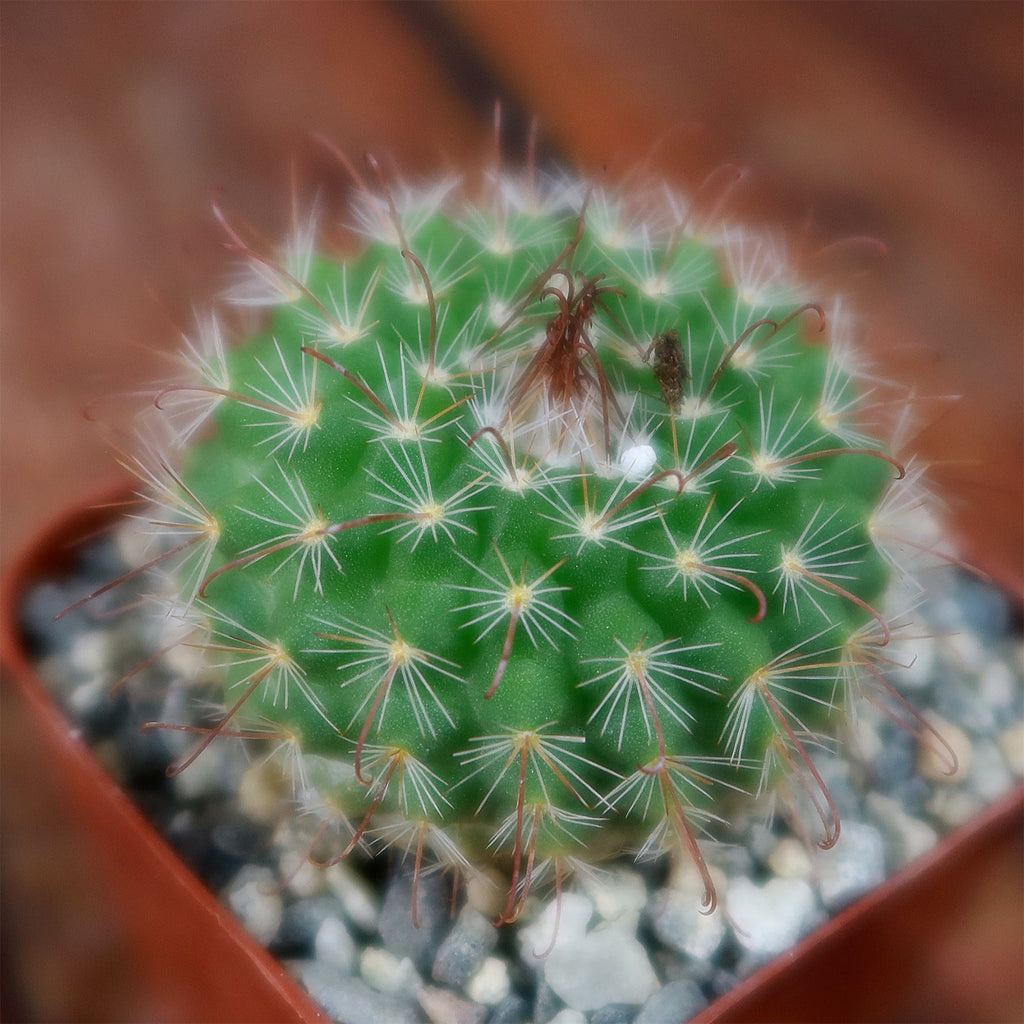 Parodia sanguiniflora