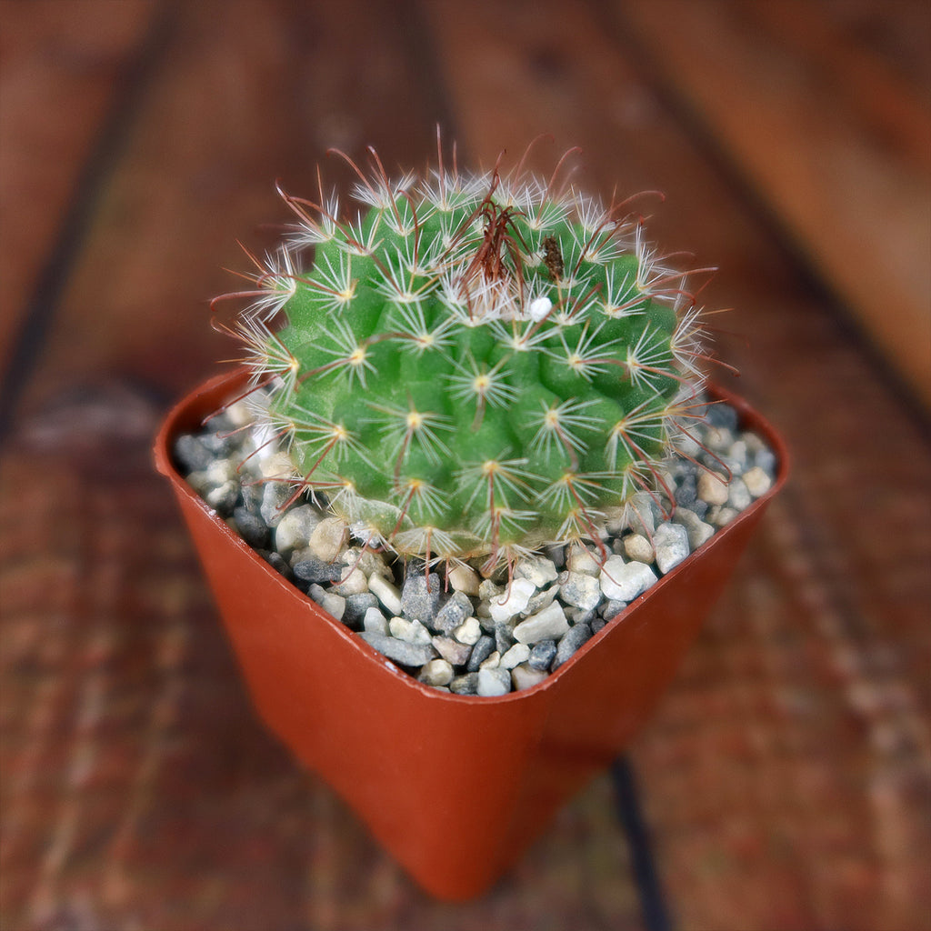 Parodia sanguiniflora