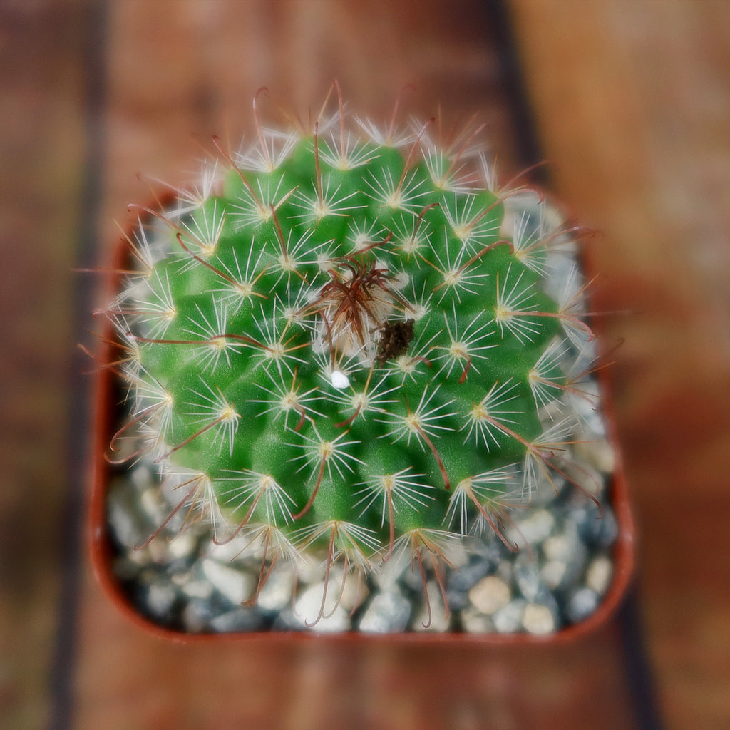 Parodia sanguiniflora