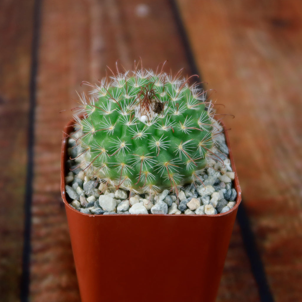 Parodia sanguiniflora