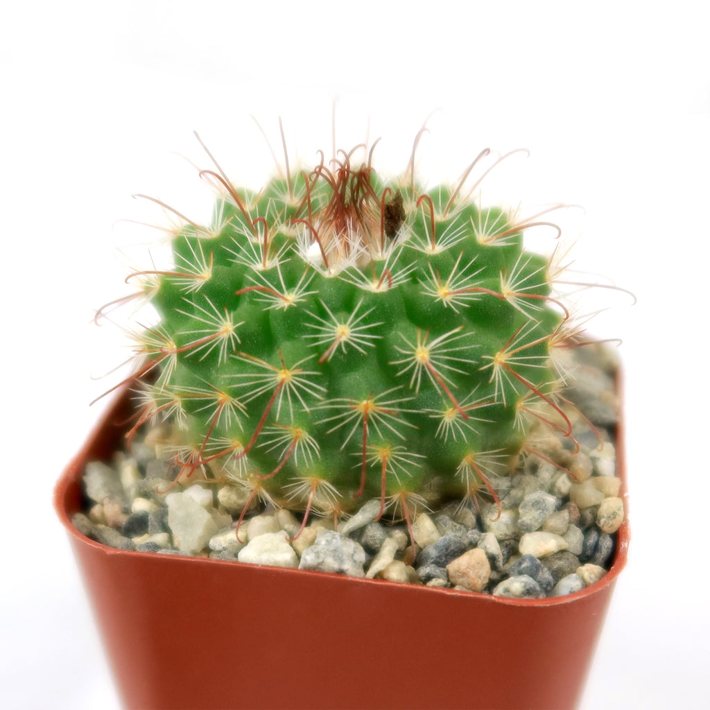 Parodia sanguiniflora