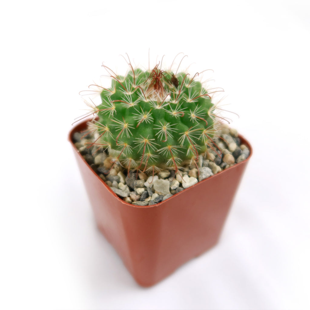 Parodia sanguiniflora