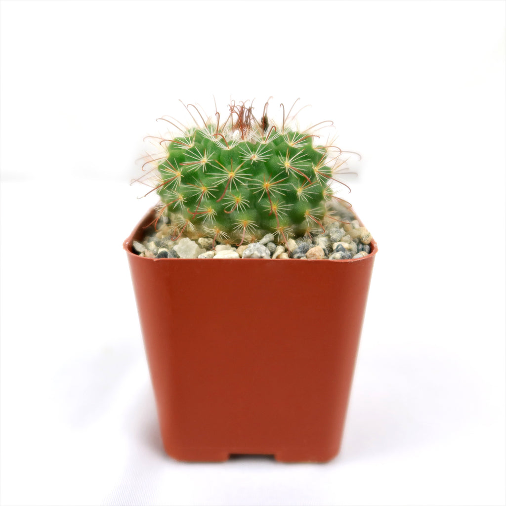 Parodia sanguiniflora