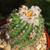 Parodia mairanana