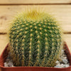 Lemon Ball Cactus ‘Parodia leninghausii’