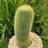 Lemon Ball Cactus ‘Parodia leninghausii’