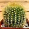 Lemon Ball Cactus ‘Parodia leninghausii’