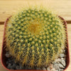 Lemon Ball Cactus ‘Parodia leninghausii’