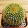 Lemon Ball Cactus ‘Parodia leninghausii’