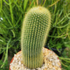 Lemon Ball Cactus ‘Parodia leninghausii’