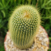 Lemon Ball Cactus ‘Parodia leninghausii’