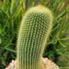 Lemon Ball Cactus ‘Parodia leninghausii’