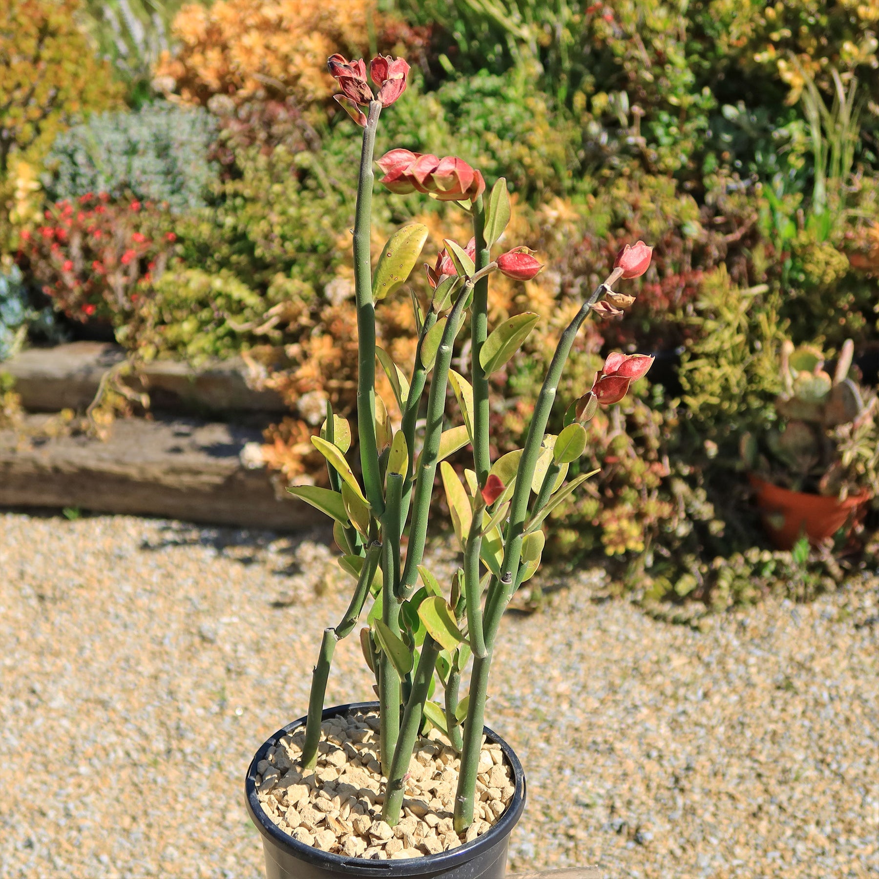succulent lady slipper Shop 'Pedilanthus bracteatus - Tall Slipper Plant' Care and Growing Guide