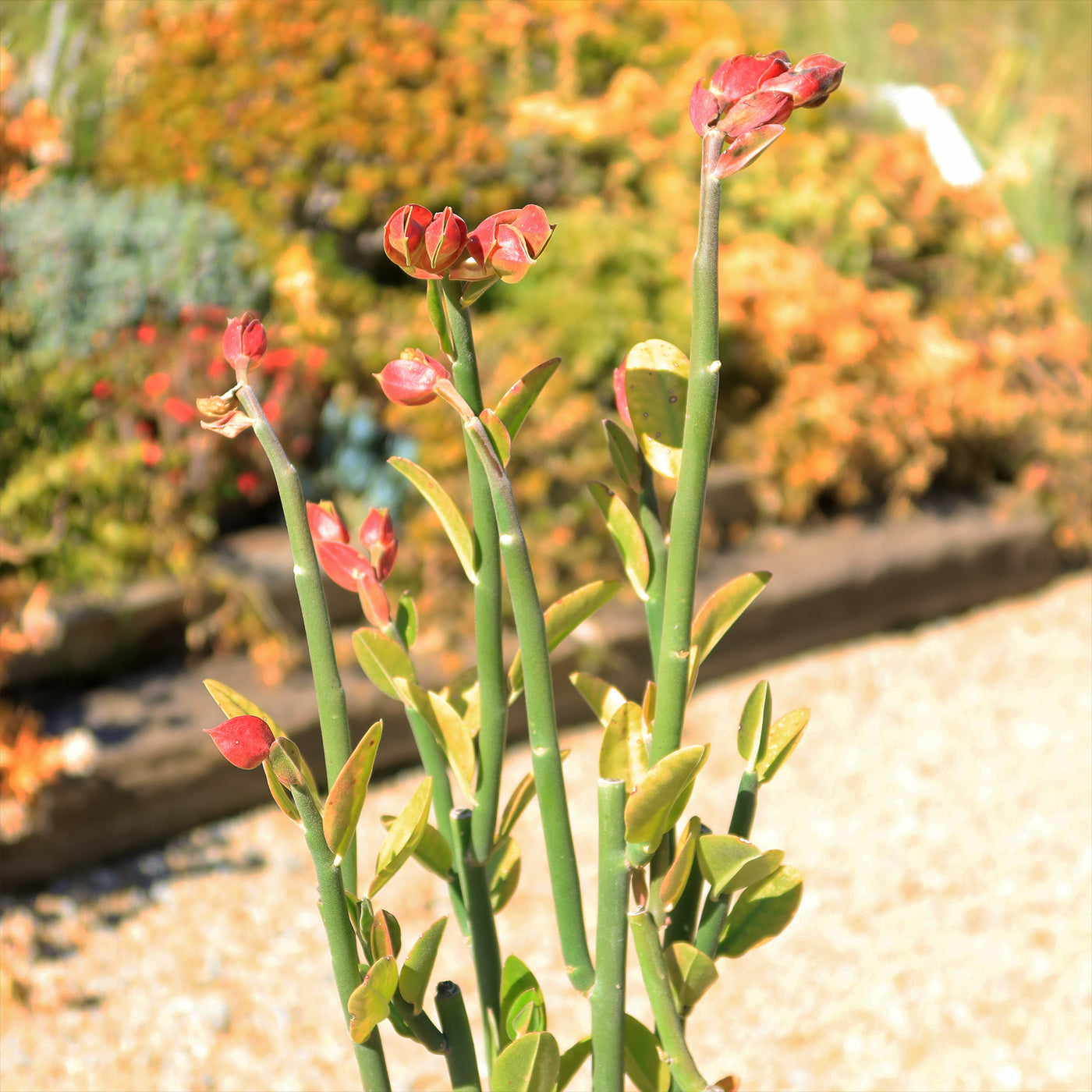 Tall Slipper Plant ‘Pedilanthus bracteatus’