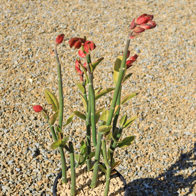 Tall Slipper Plant ‘Pedilanthus bracteatus’