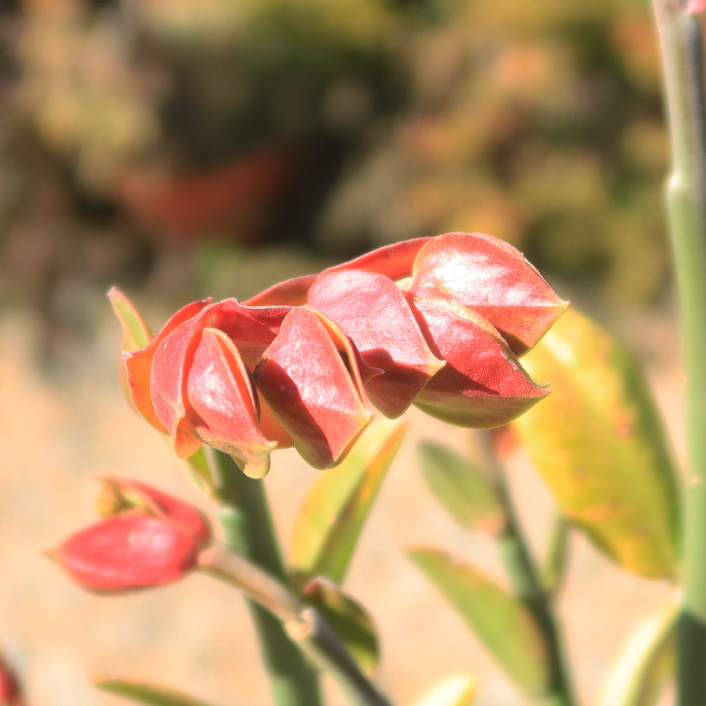 Tall Slipper Plant ‘Pedilanthus bracteatus’