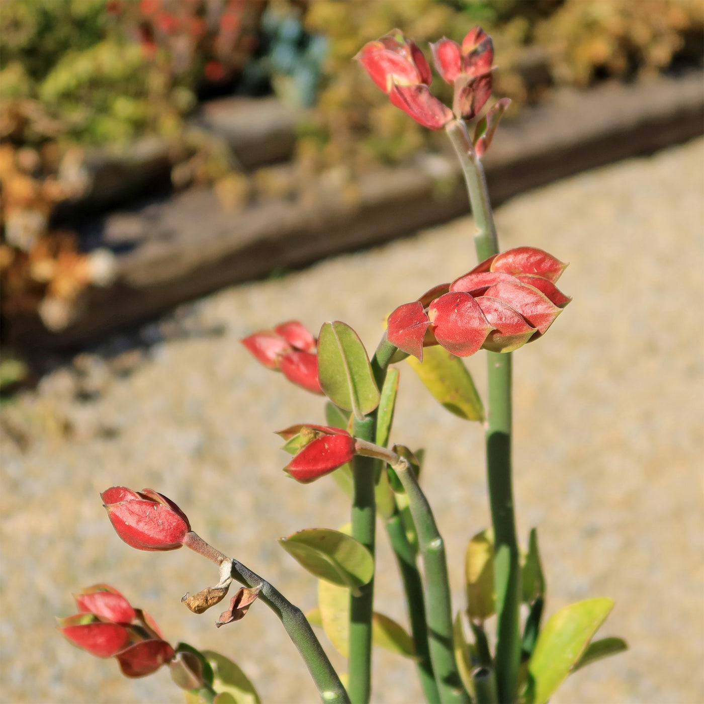 slipper plant succulent care Tall Slipper Plant ‘Pedilanthus bracteatus’