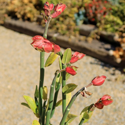 Tall Slipper Plant ‘Pedilanthus bracteatus’