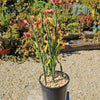 Tall Slipper Plant ‘Pedilanthus bracteatus’