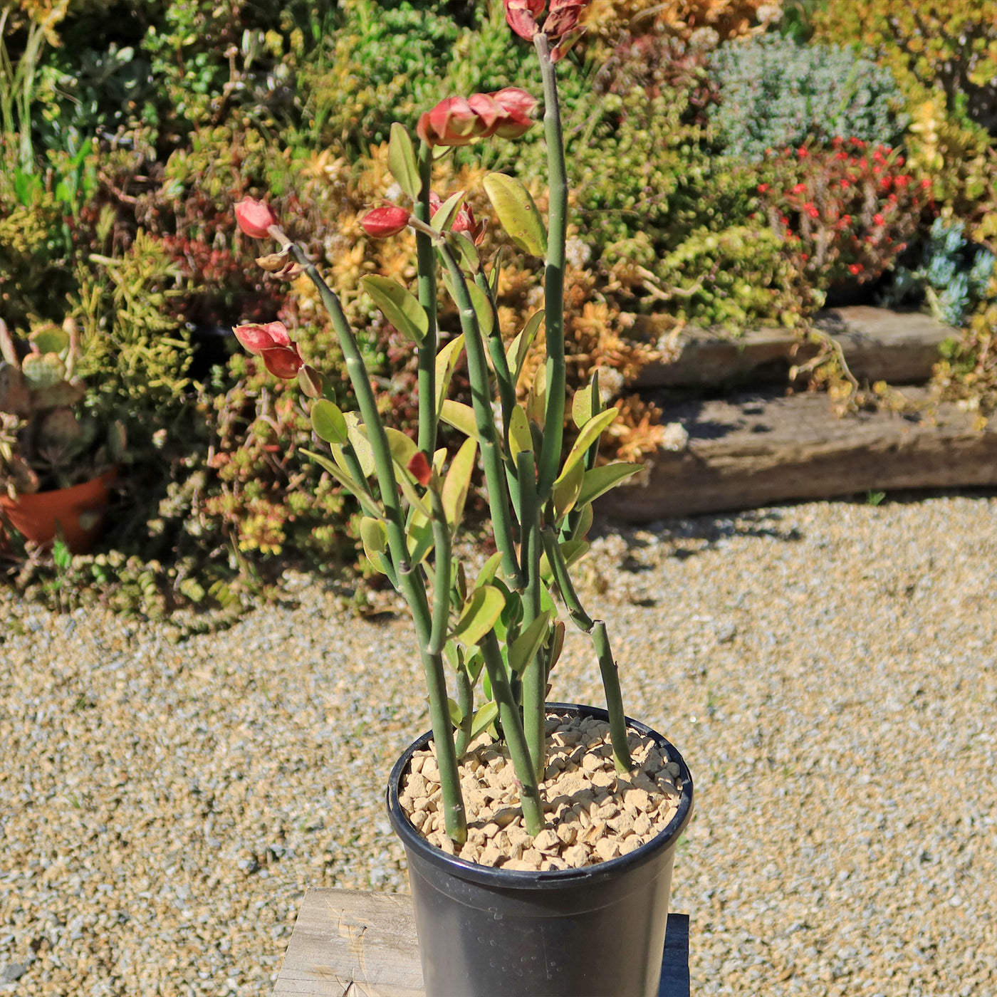 slipper plant indoors Shop 'Pedilanthus bracteatus - Tall Slipper Plant' Care and Growing Guide