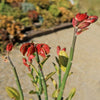 Tall Slipper Plant ‘Pedilanthus bracteatus’