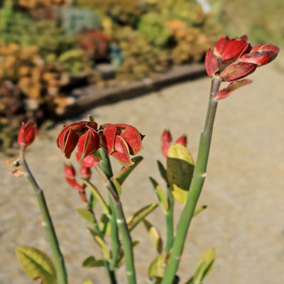 Tall Slipper Plant ‘Pedilanthus bracteatus’