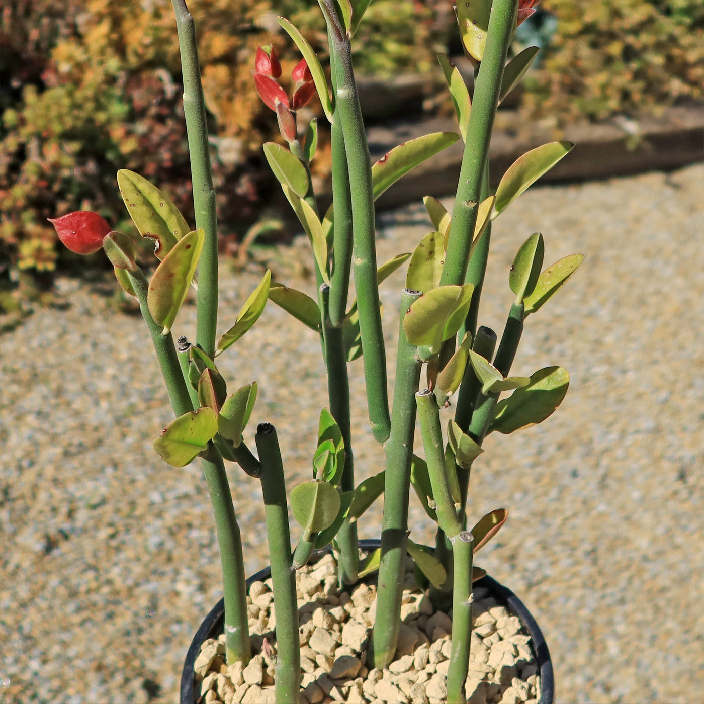slipper plant indoors Shop 'Pedilanthus bracteatus - Tall Slipper Plant' Care and Growing Guide