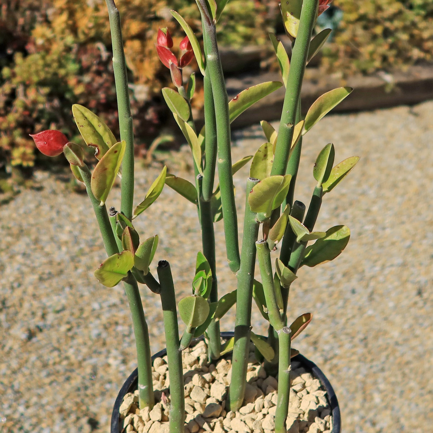 propagating lady slipper succulent Shop 'Pedilanthus bracteatus - Tall Slipper Plant' Care and Growing Guide