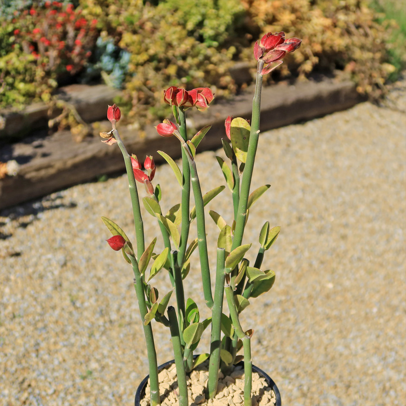desert succulent crossword Shop 'Pedilanthus bracteatus - Tall Slipper Plant' Care and Growing Guide