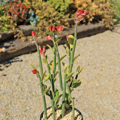 Tall Slipper Plant ‘Pedilanthus bracteatus’