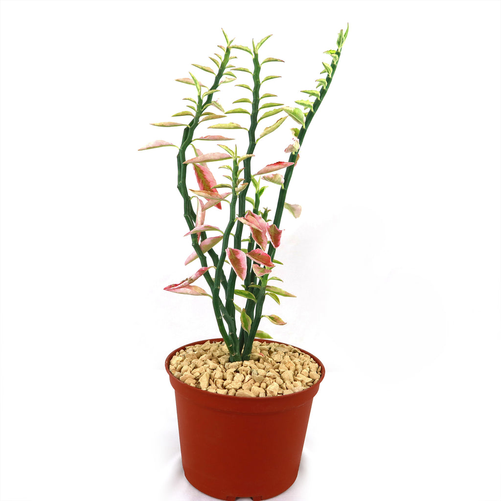 Pedilanthus tithymaloides variegated