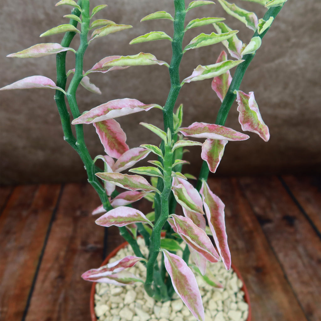 Pedilanthus tithymaloides variegated