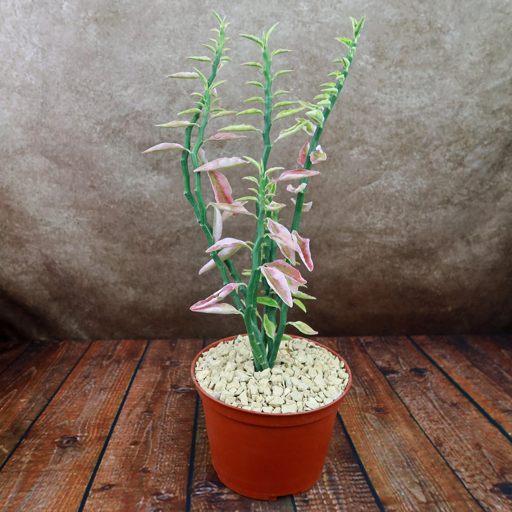 Pedilanthus tithymaloides variegated