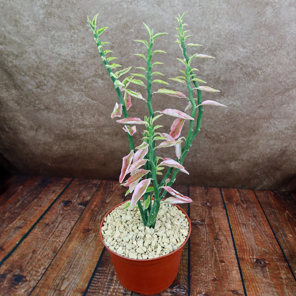 Pedilanthus tithymaloides variegated