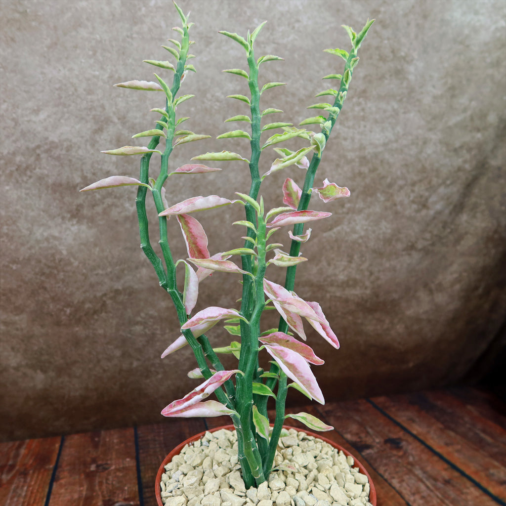 Pedilanthus tithymaloides variegated