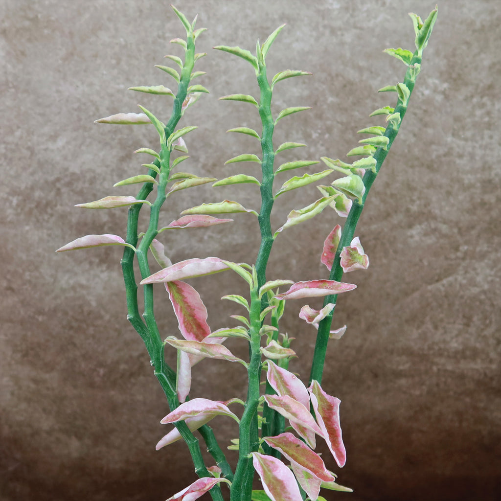 Pedilanthus tithymaloides variegated