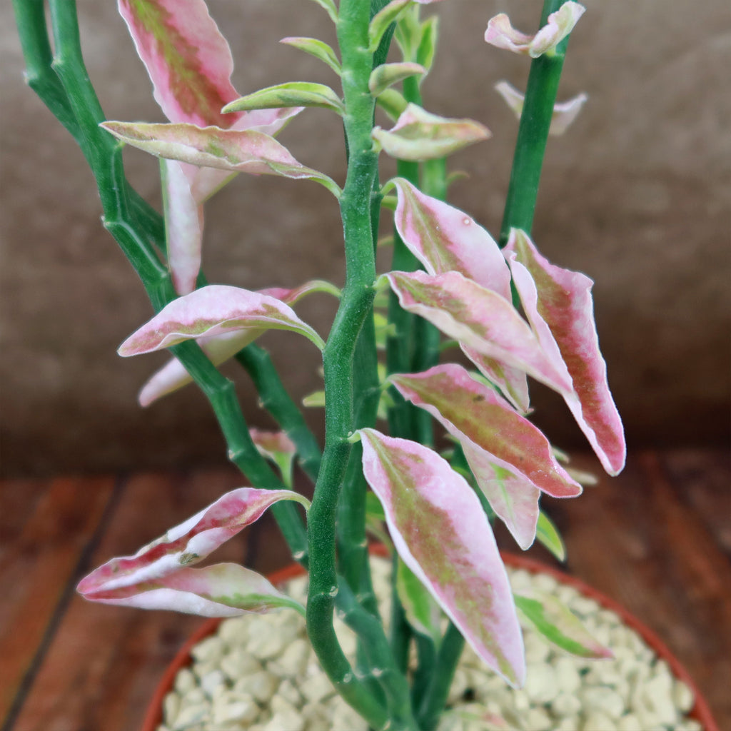 Pedilanthus tithymaloides variegated