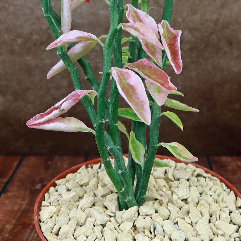 Pedilanthus tithymaloides variegated