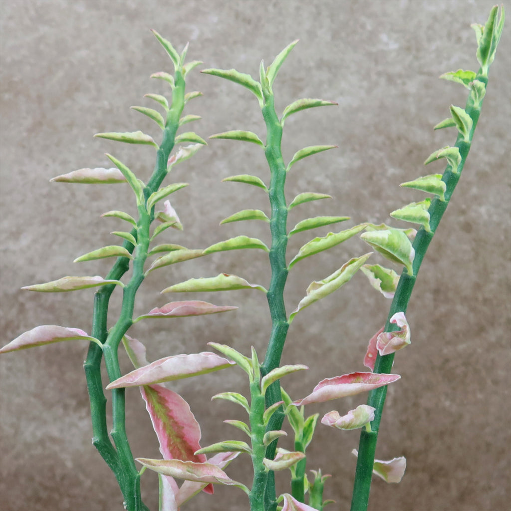 Pedilanthus tithymaloides variegated