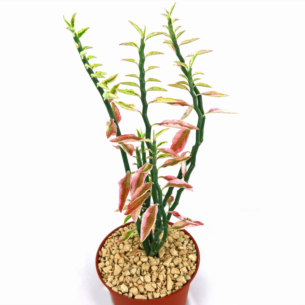 Pedilanthus tithymaloides variegated