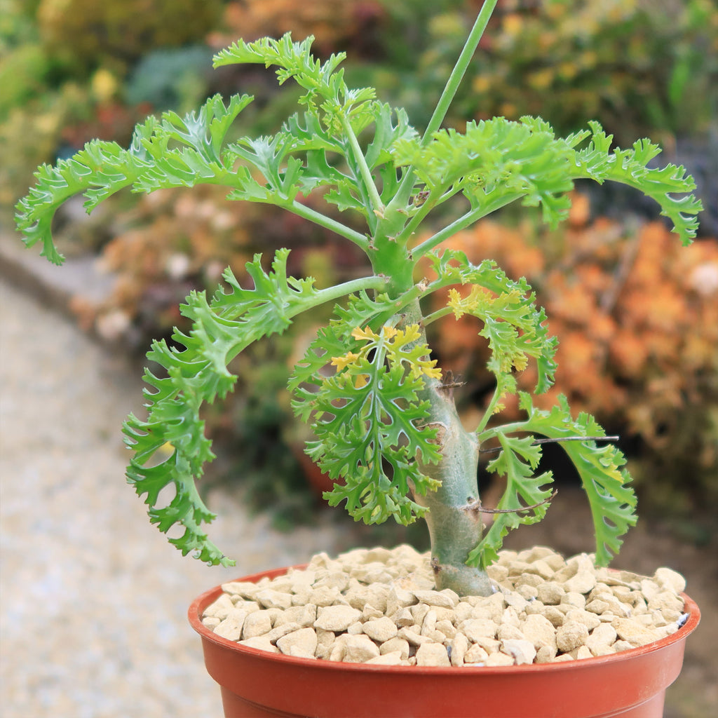 Pelargonium carnosum