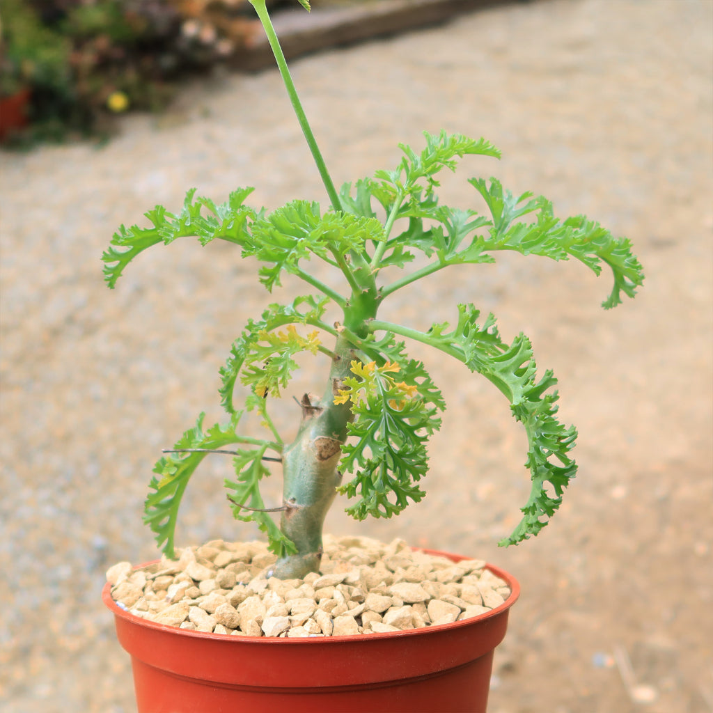 Pelargonium carnosum