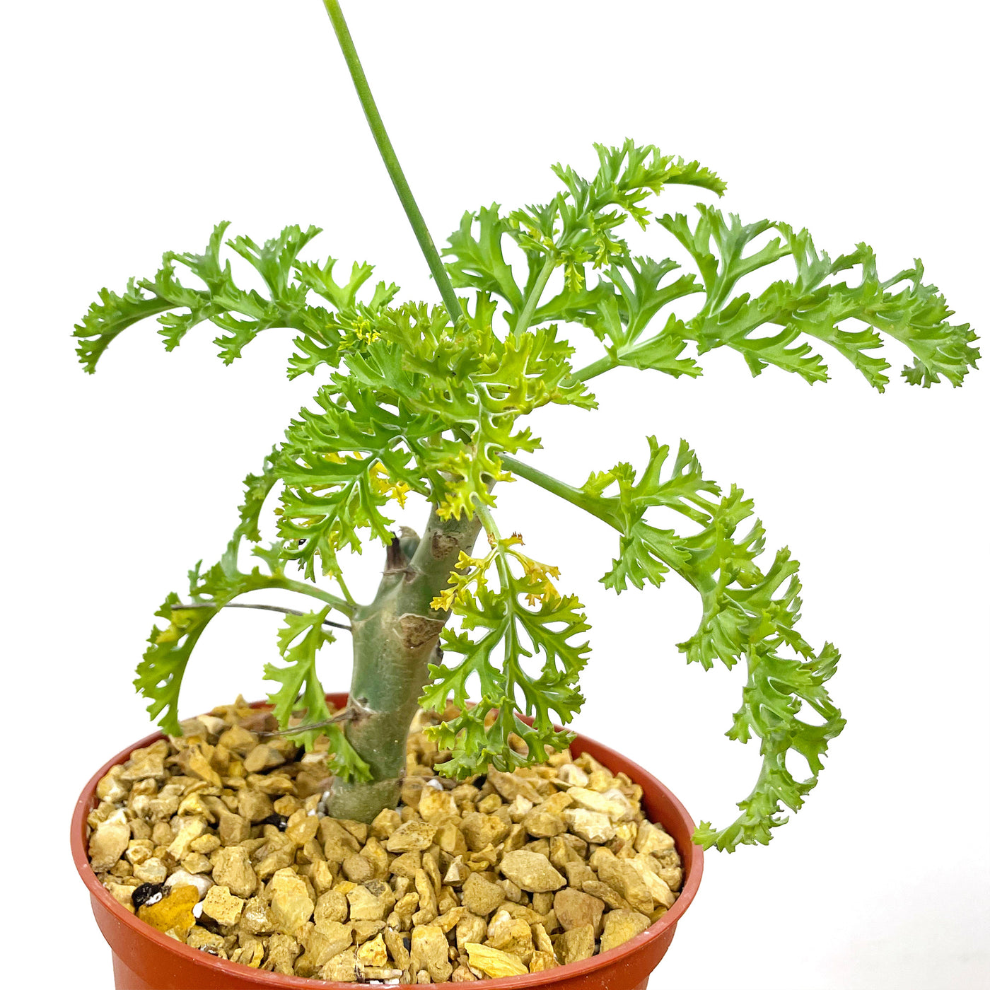 Pelargonium carnosum