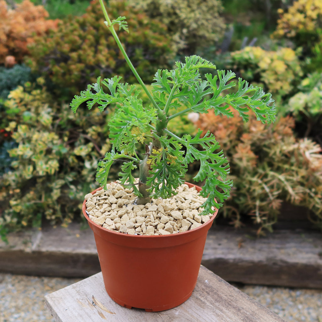 Pelargonium carnosum